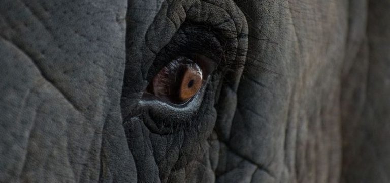 فیل‌ها چگونه چشمان خود را می‌مالند؟